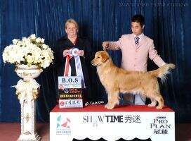 PRC CH Superstar's Beautiful Girl Of Maverick