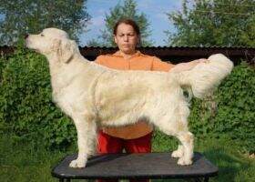 JRUS CH/RUSCH/NAT.CLUB CH Dolce For Ural Evidog