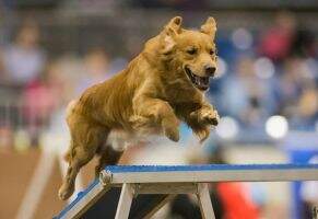 ADCH Fly' N Paws Dig' N Up Qs MXF T2B2