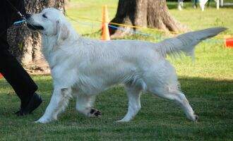 Int'l CH U-Ch Angelusparks Explorador CCA RN RATI TKN Int'l CH U-Ch Angelusparks Explorador CCA RN RATI TKN