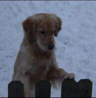 UKC Ch Quapaw Simon Sez Kiss Me First CCA