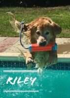 DD's All Rileyed Up