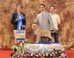 Xing Yuan Dreanmwork's Magic Henry
