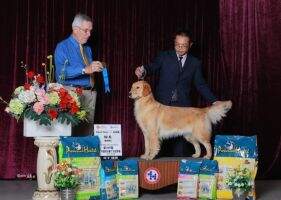 GoldenHermes Lwild Cherries Of Xingyuan Kennel