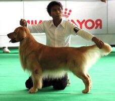 Ina Ch Golden Top Banjo Jr
