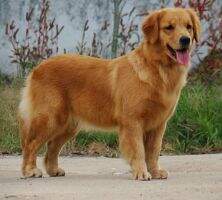 LAURA OF QUALITY GOLDEN