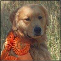 Passion's Allstar's He's A High Flyer BN RN THDX CCA