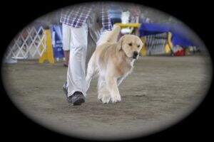 Questan's Mr. Fly'N Like The Winyah