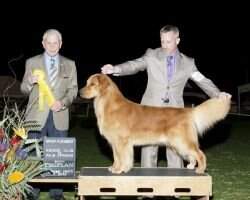 GCHB CH 24kt Riverwood's Royal Rebel