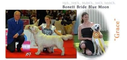 H HR CRO CH CIE & CIB Bonett Bride Blue Moon H HR CRO CH CIE & CIB Bonett Bride Blue Moon