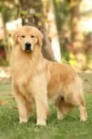 Br.Ch.Baby, Puppy, Br Golden Sunshine Gangway Sweet Rugby Br.Ch.Baby, Puppy, Br Golden Sunshine Gangway Sweet Rugby
