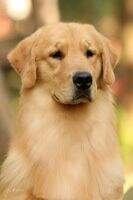 Br.Ch.Baby, Puppy, Golden Sunshine Gangway Sweet Vino Br.Ch.Baby, Puppy, Golden Sunshine Gangway Sweet Vino