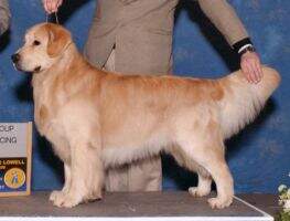 GCHB CH Gold-Rush Troubadour GCHB CH Gold-Rush Troubadour