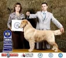 Puppy Golden Sunshine Gorca's Andy Fatale