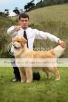 ch.inicial ch.puppy PERFECT GOLDEN MARIAH CAREY