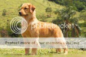 INICIAL, CH PUPPY PERFECT GOLDEN BEYONCE