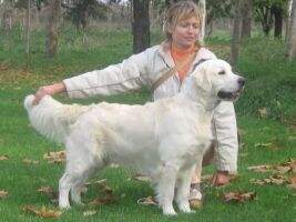 Ch Windsor Fekete Domino Club winner Derby winner Ch Windsor Fekete Domino Club winner Derby winner