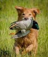 HRCH Pemberley's A Walk in the Woods BN GN CCA HRCH Pemberley's A Walk in the Woods BN GN CCA