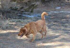 Bergs Rascal Duchess Molly Be Good Bergs Rascal Duchess Molly Be Good