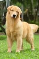 Br.Ch.Baby, Puppy, Golden Sunshine Gangway Sweet Sun