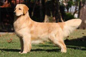 Golden Sunshine King Link Larkin