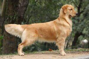 Br.Ch.Baby, Puppy, Golden Sunshine Gangway Sweet Leah