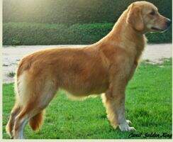 RUNNA OF GOLDEN QUALITY