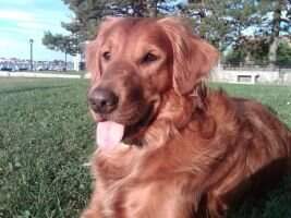 Firemark Life of Riley