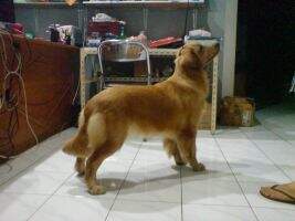 Retriever Top's The Queen Retriever Top's The Queen