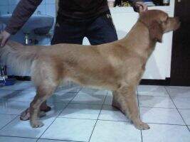 Angel of Retriever von Diamond Bonita