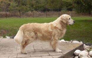 Evidog Jazzman Evidog Jazzman