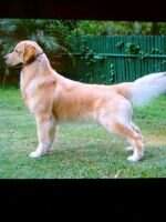 MBIS Ina CH Action Jackson Gold Legend