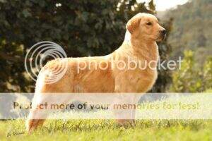 INICIAL, CH.puppy PERFECT GOLDEN LASTARRIA