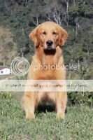 PERFECT GOLDEN VIEDMA
