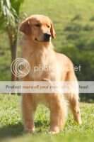 PERFECT GOLDEN BACKFIELD'S QUEEN