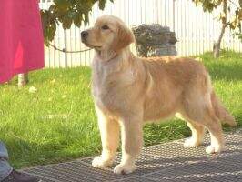 Adelaide of Jinsedingsheng Kennel