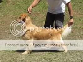PERFECT GOLDEN BACKFIELD'S PRINCESS