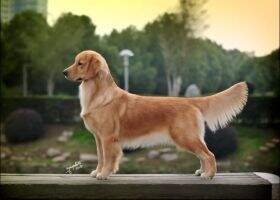 Golden Hermes's Asterling Wild Blue Yonder Hermes /O Asterling Hermes of Xingyuan Kennel