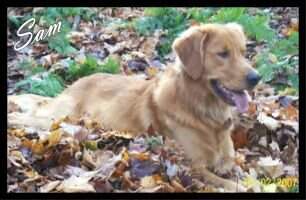Sibbald's Back Woods Boy