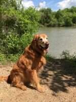 Riley's Golden Casey