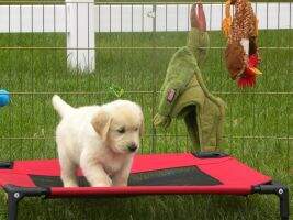 Zen's Koby Surf The Cape