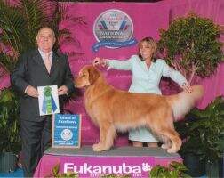 BVISS GCHB CH Gemini's House of the Rising Sun BN THDD CGCA TKA PBIS BOSS BVISS TDIG (2018 AKC ACE Award - Therapy category)