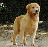Golden Freedom XII Million Dollar Baby