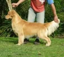 BabyCh. Jr Ch Jr Golden Freedom XII Black Jack