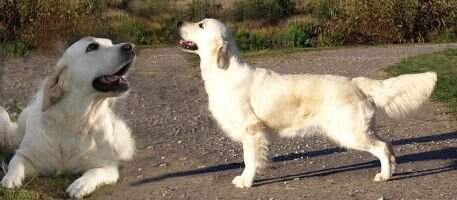 Highbend's Kiss & tell Rosie Belle