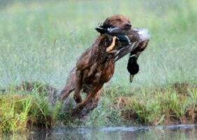 Thunderstruck Like None Otter QA2
