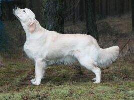 Dt.Ch.(VDH),Dt.Ch.(Club),Poln.Ch. Catch the Wind Seven Dt.Vet.Ch(VDH),AlpenVet.Sieger, LandesVet.Sieger Th?ringen