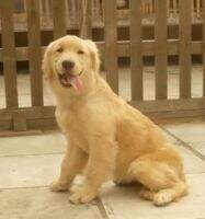 F TRACY OF HAPPY KENNEL