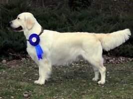SK Bella My Joy (Club Winner '13)
