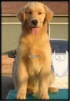 Giselle of Wei Lai Kennel